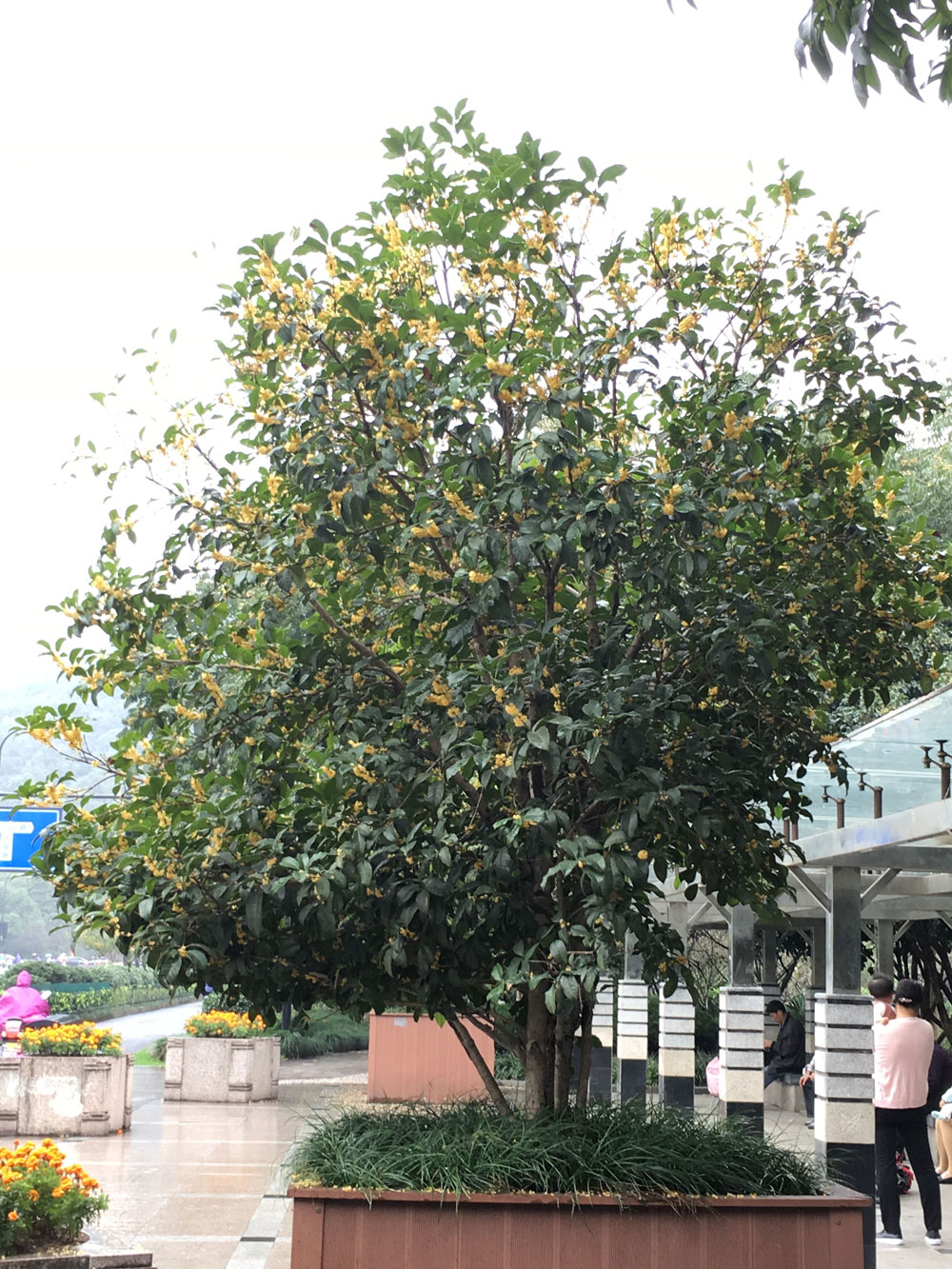 图:公司边的桂花