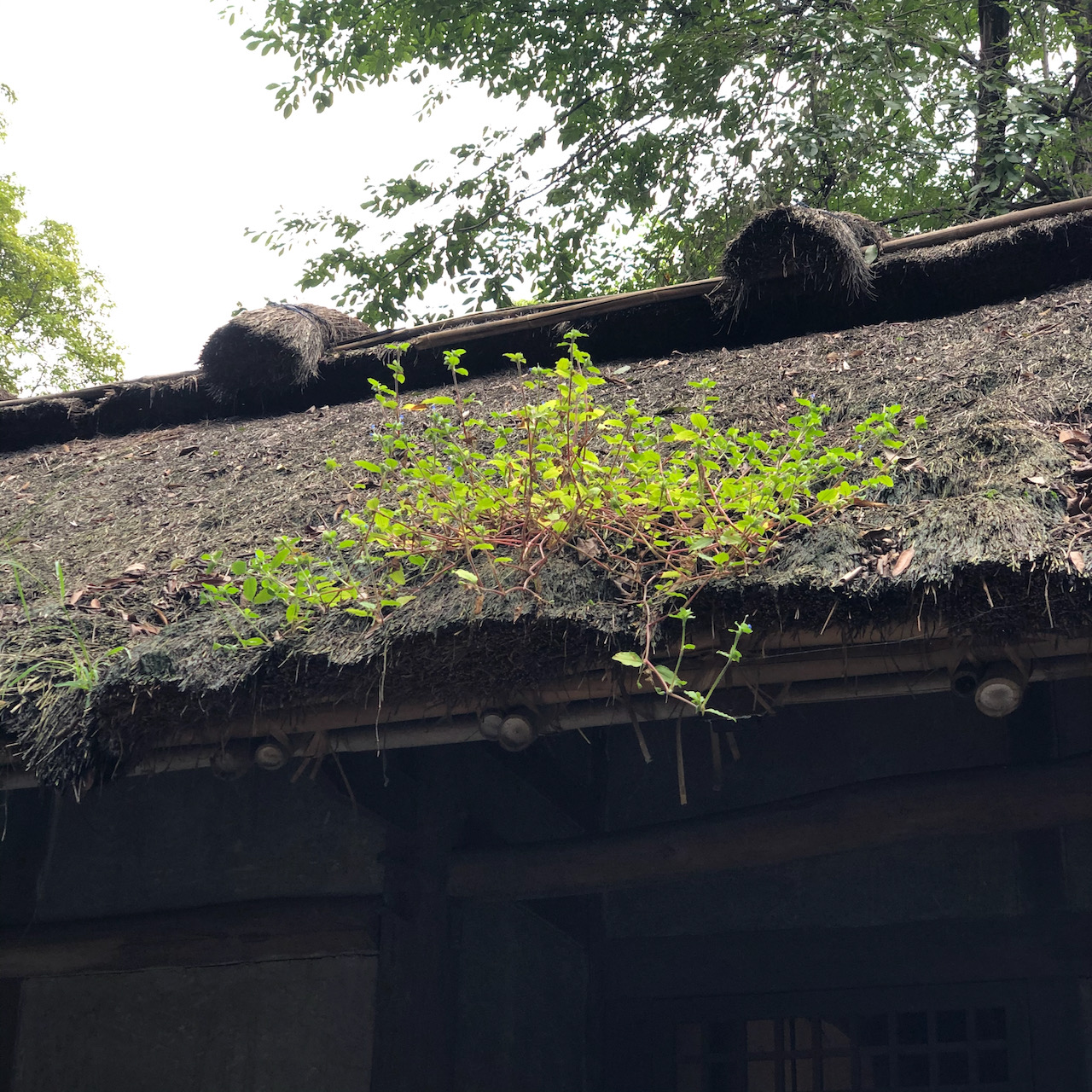 杜甫草堂