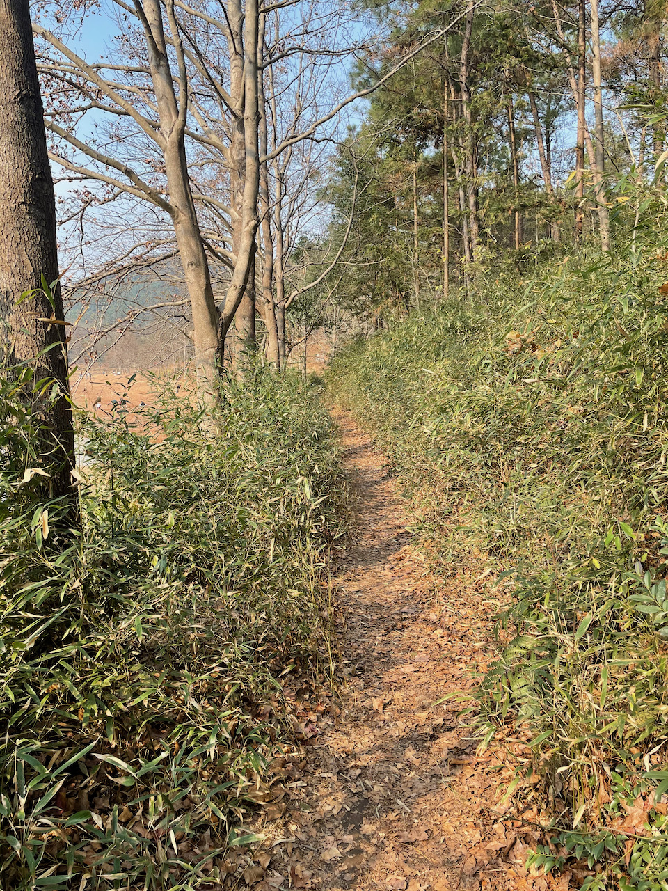 野路子