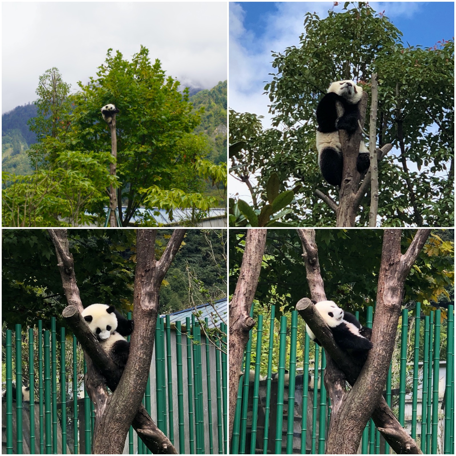 树叉上睡觉