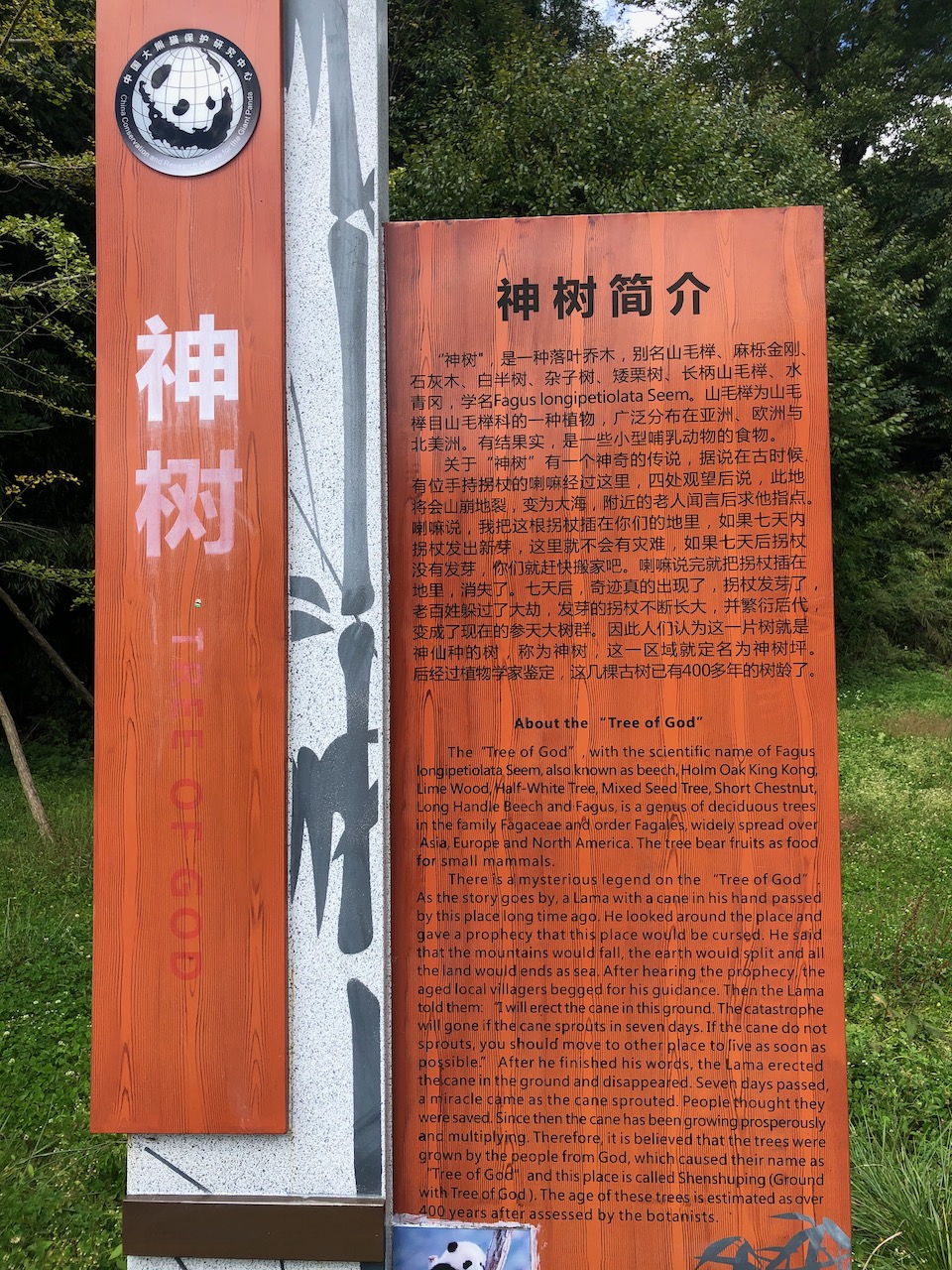 原来神树真的是树