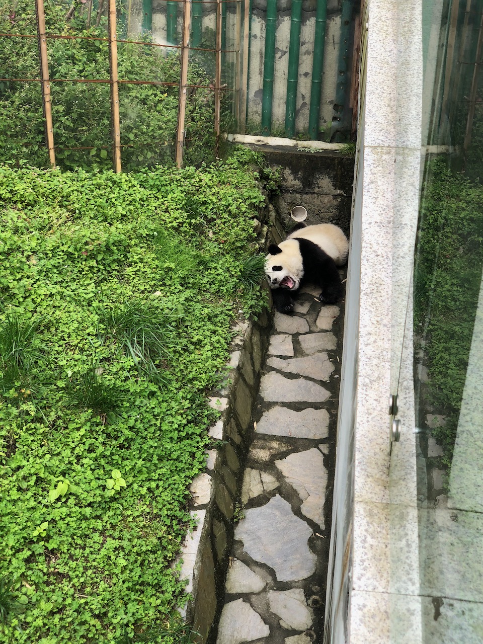 打哈欠,继续睡觉