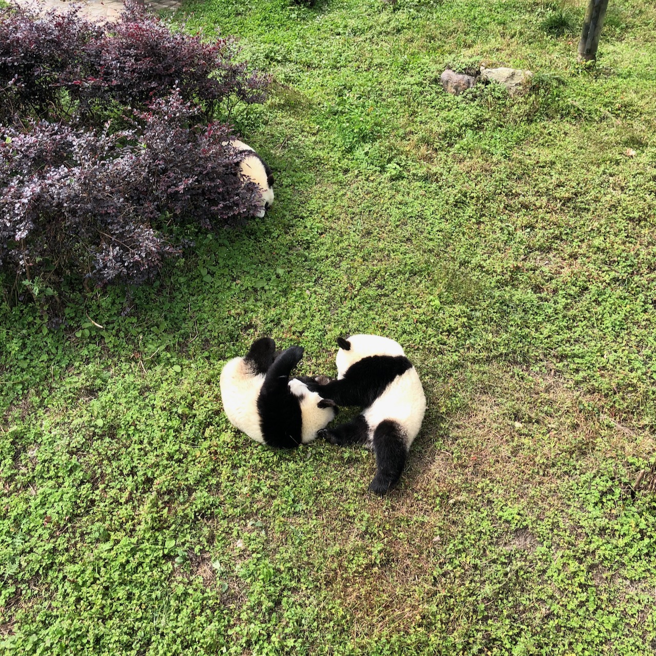 玩耍