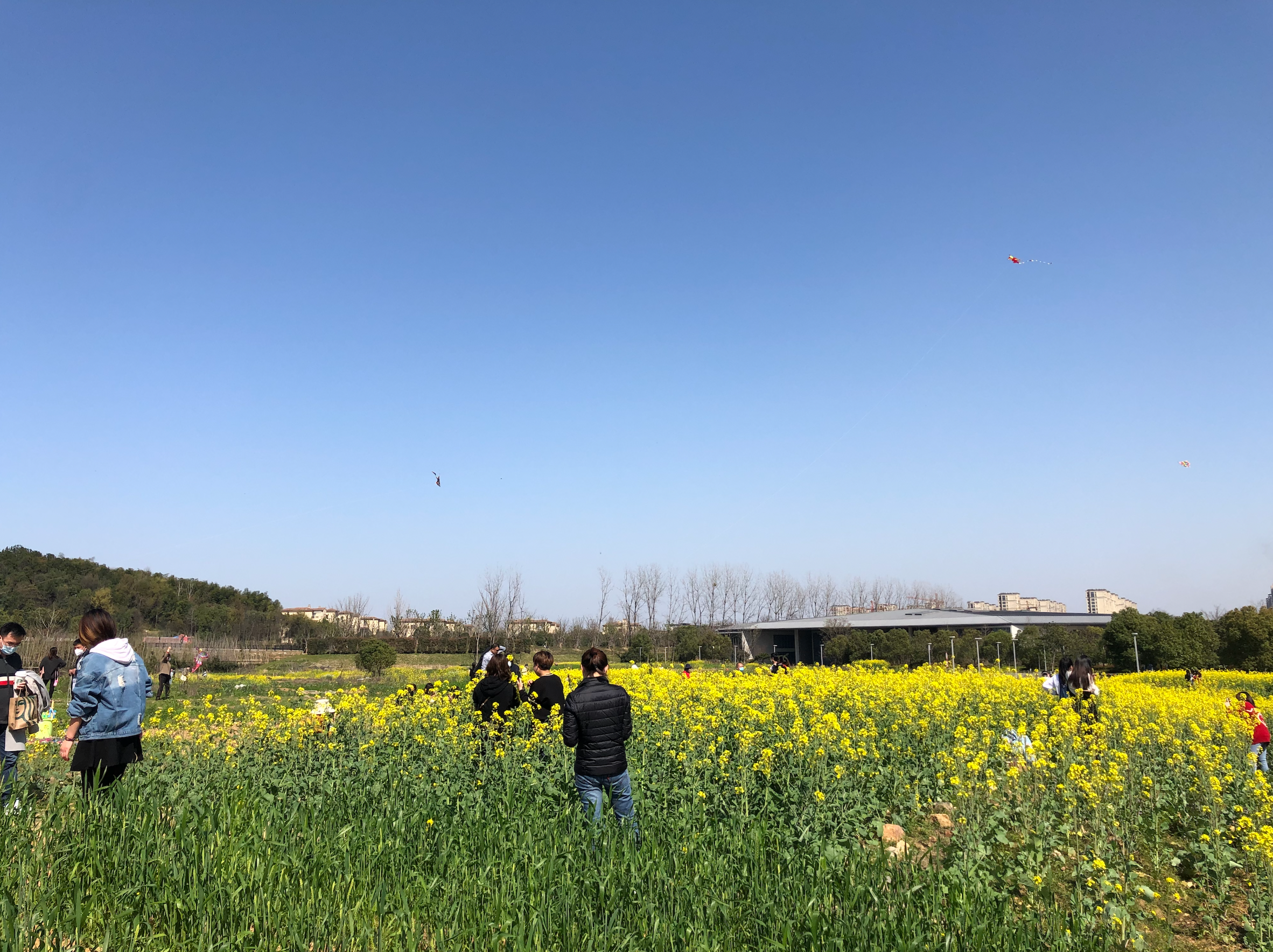 油菜花@2020年3月 油菜花@2020年3月