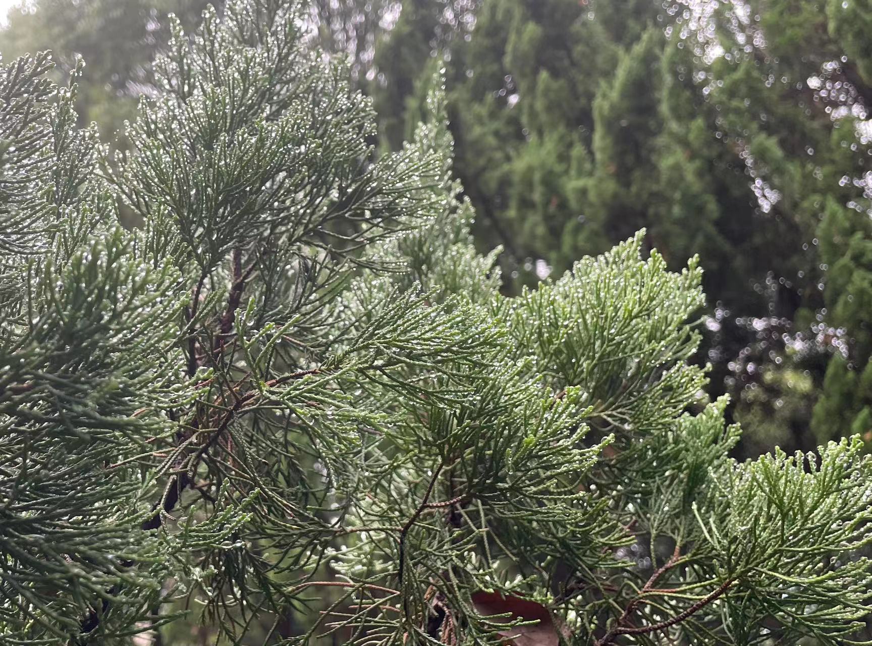 松针上的雨露-2