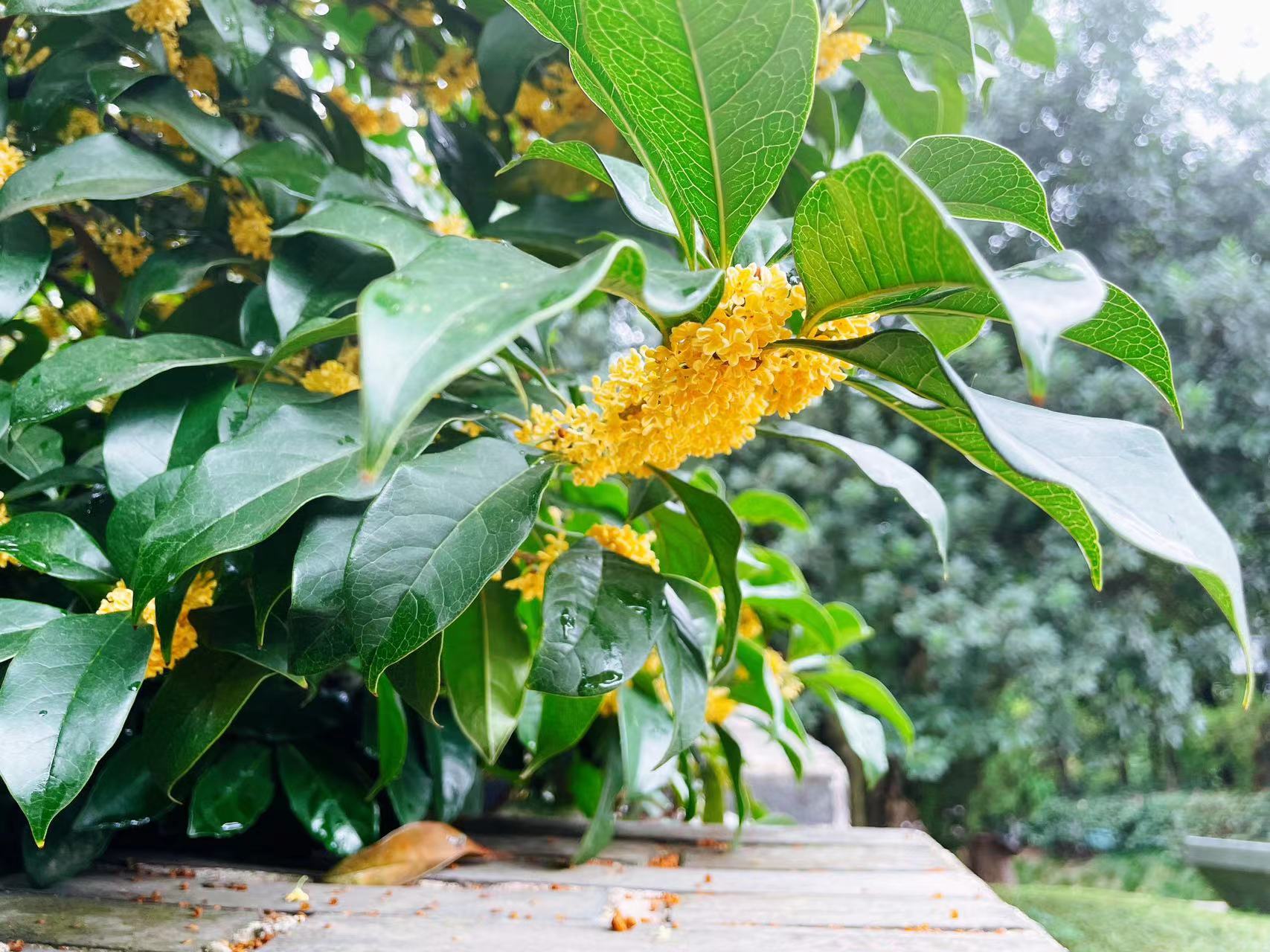 桂花