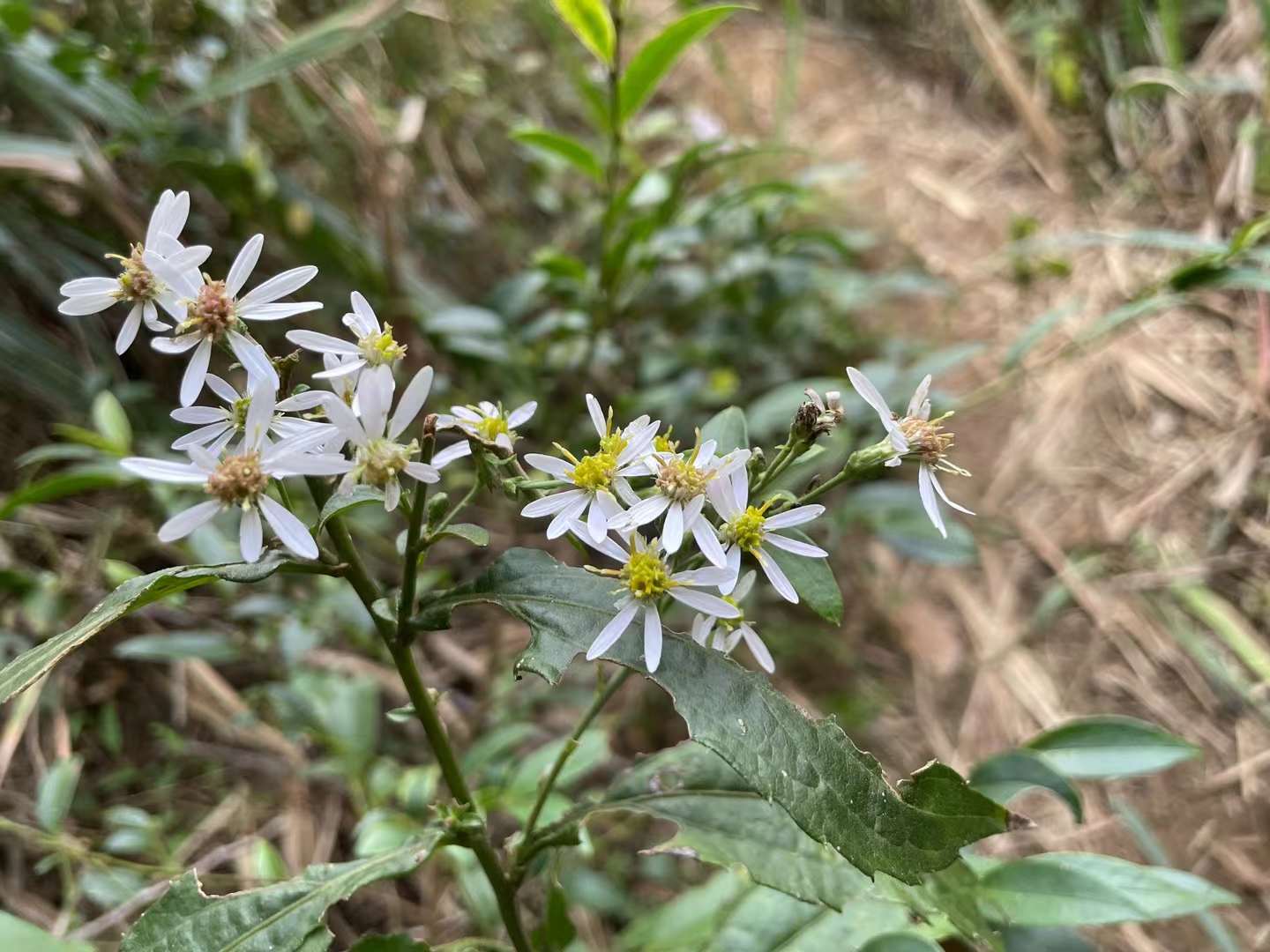 下山路边拍的