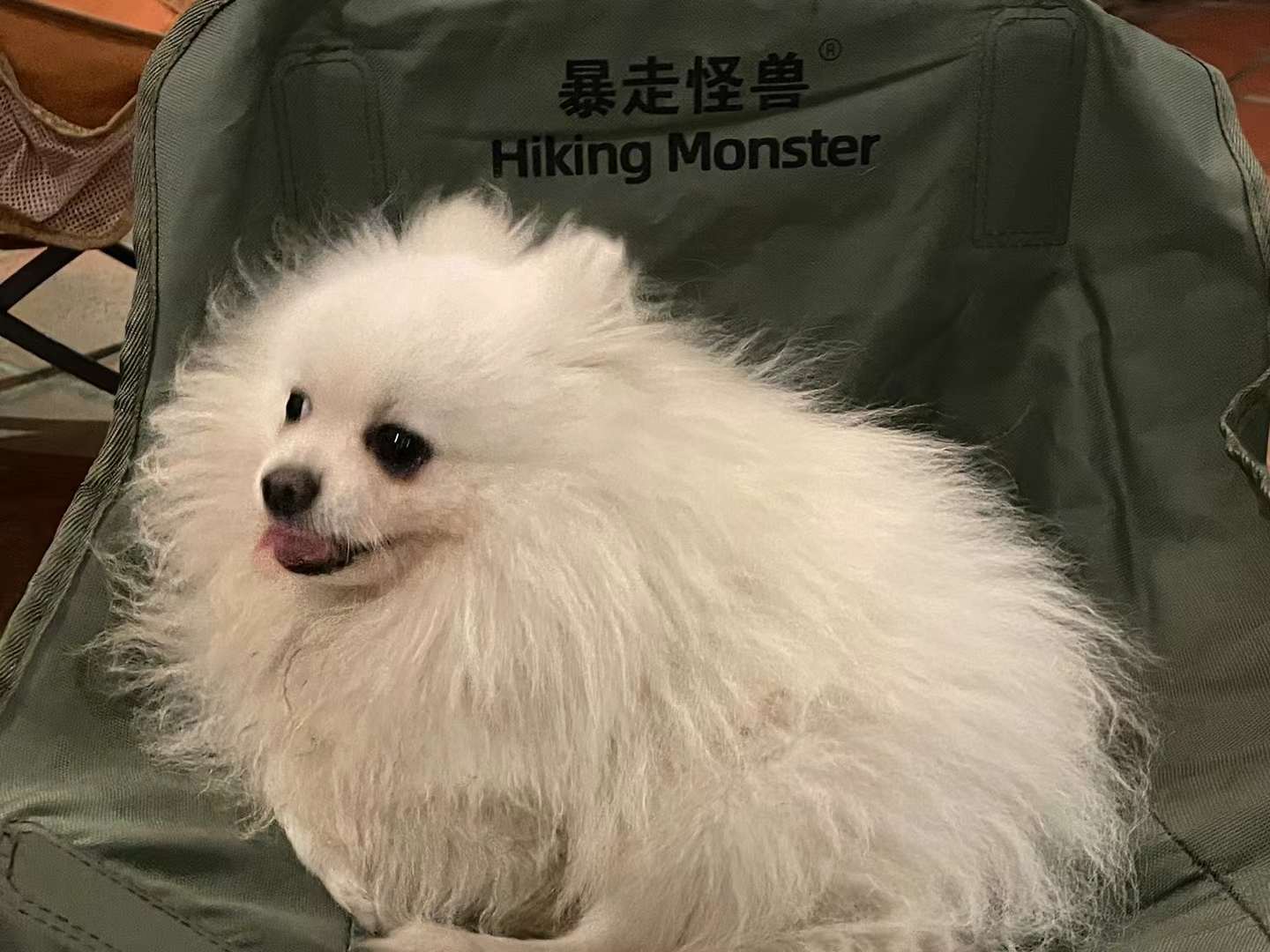 五柳院的博美，叫冬天