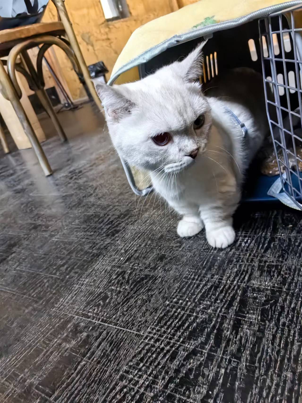 有财