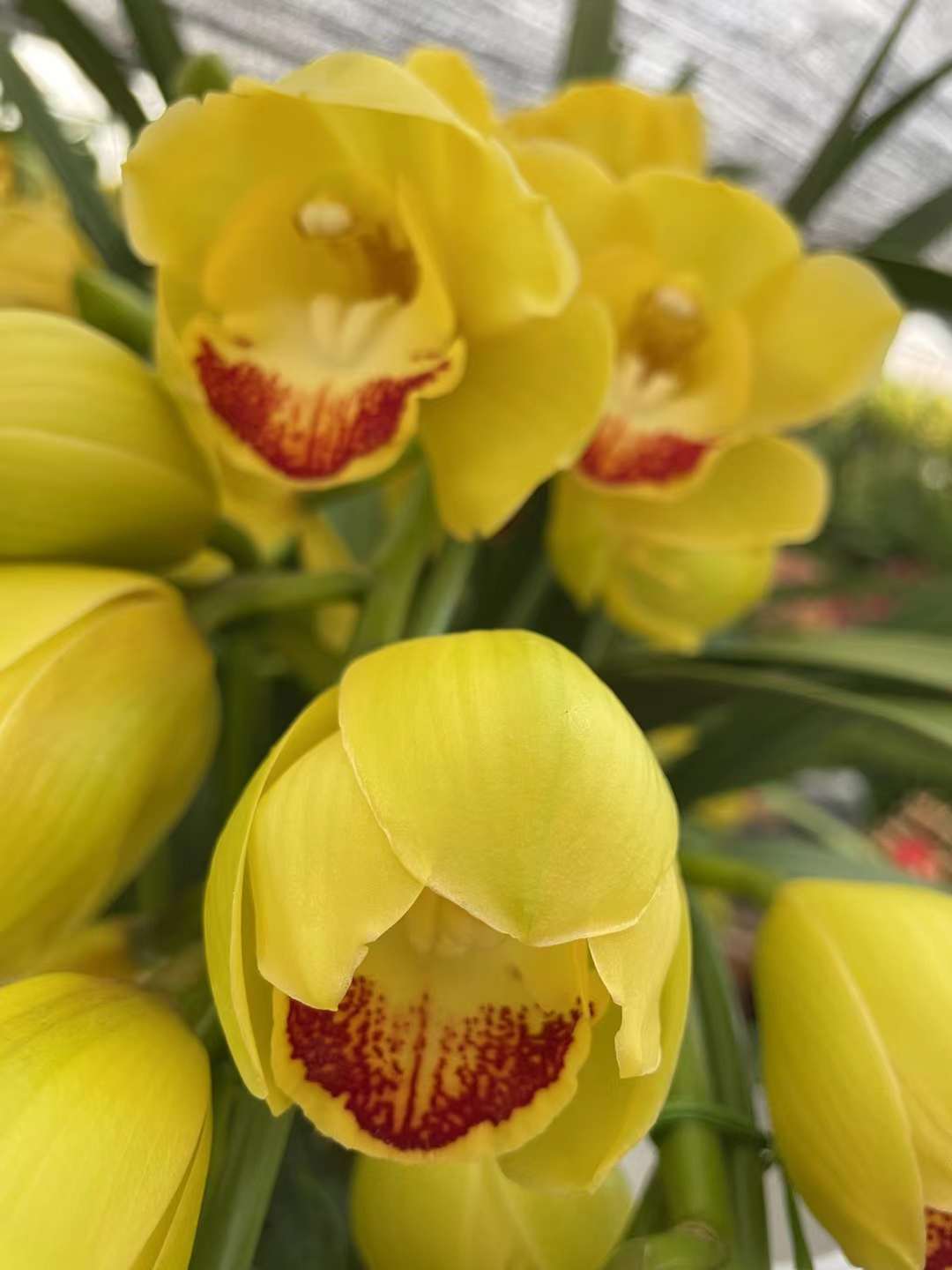 这又是什么花？