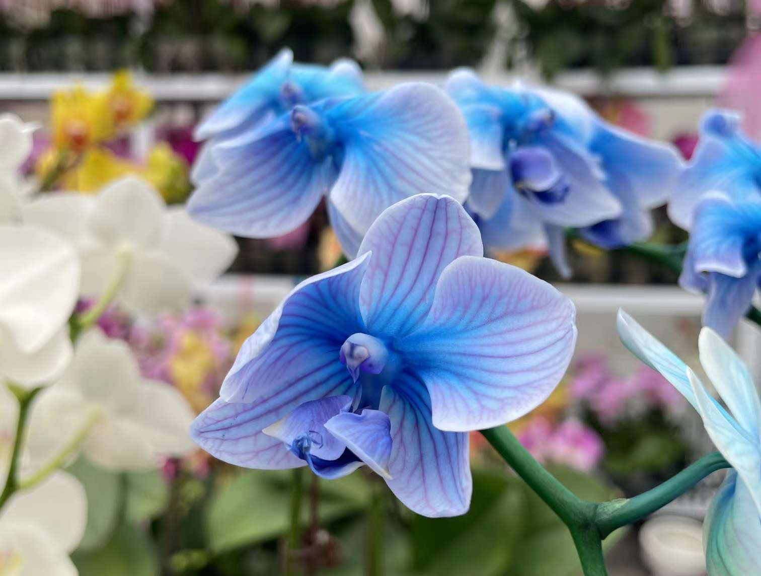 这又又是什么花？
