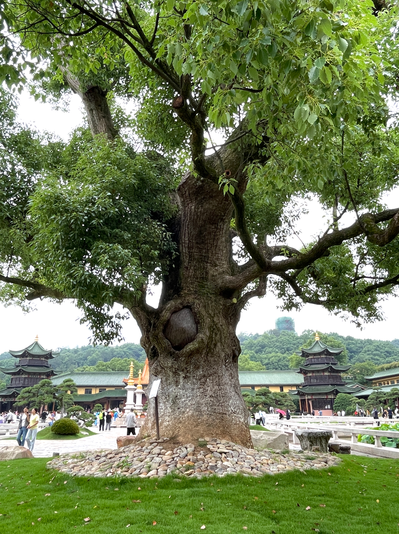 东林寺进门后这棵宋代的树，仿佛开天眼