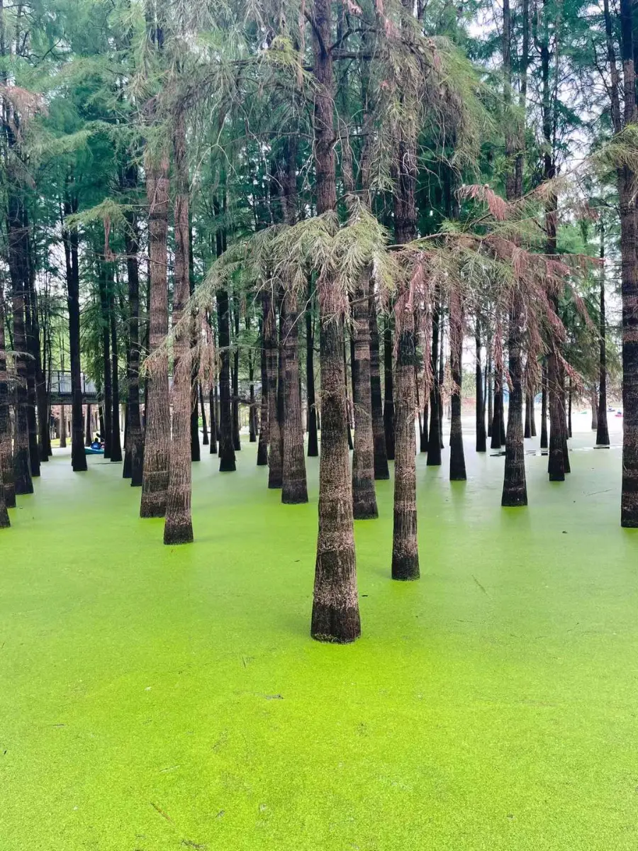 水上森林1