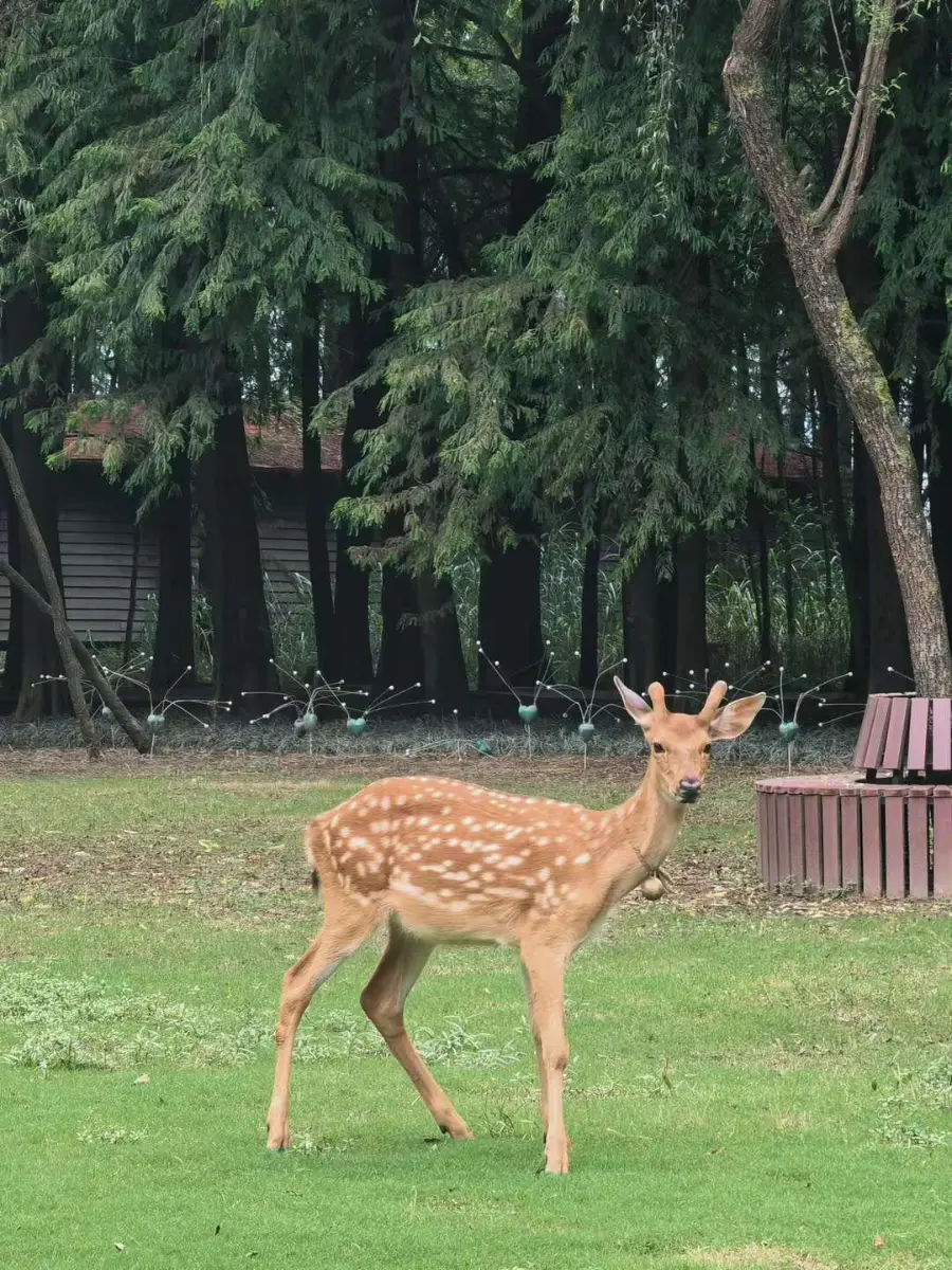 鹿