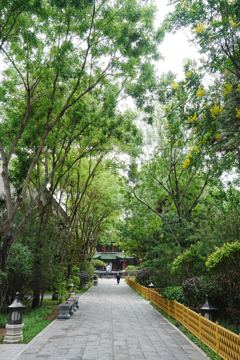 绿荫小道