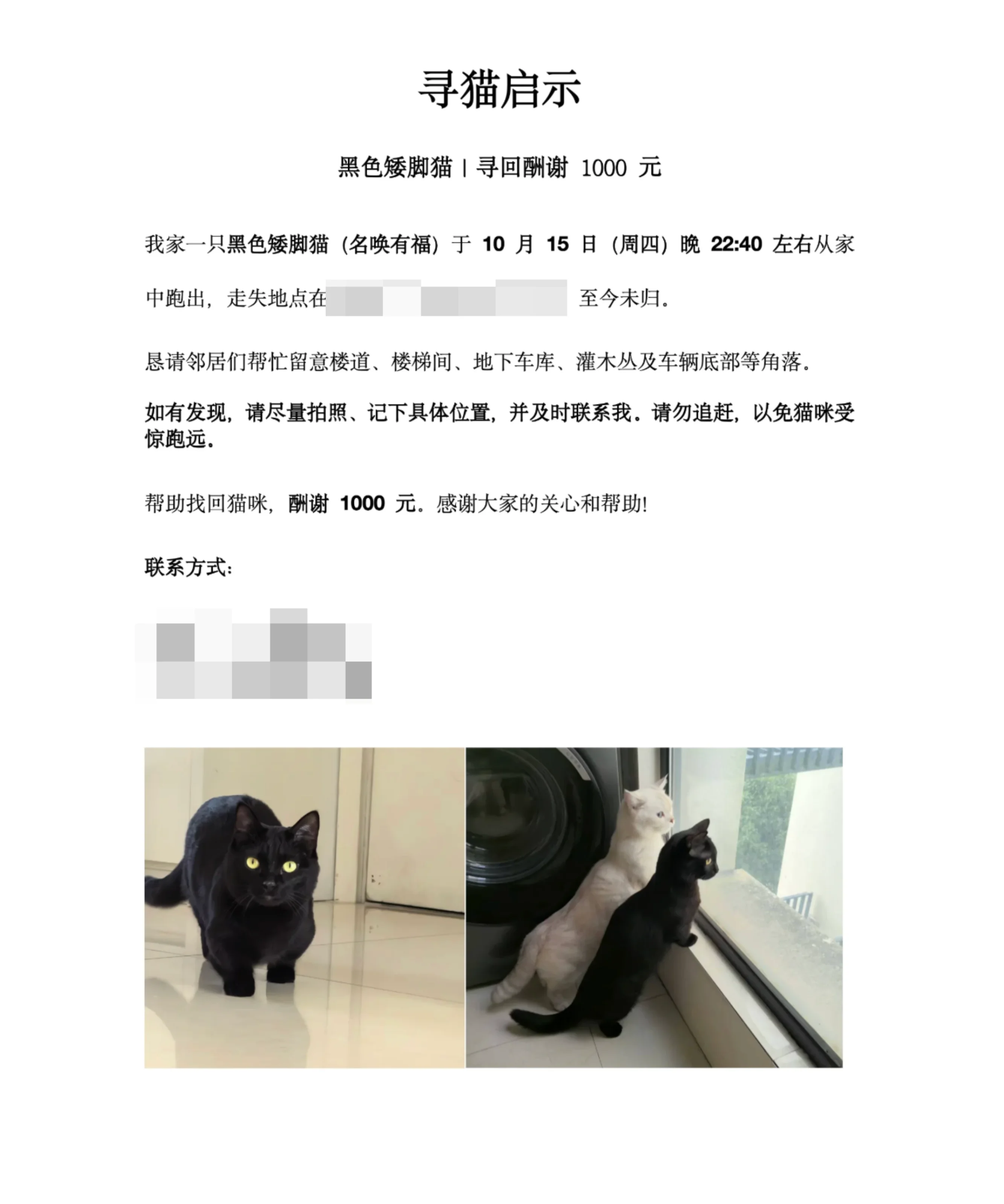 寻猫启示